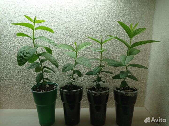 Псидиум гуайява