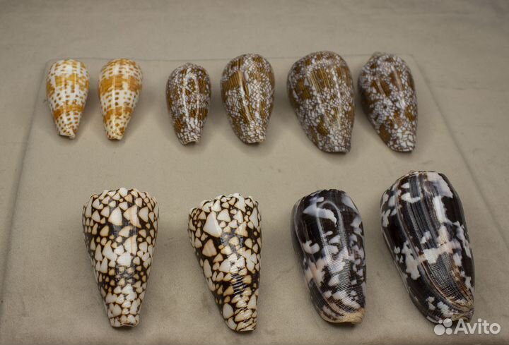 Морские ракушки Конусы 150-180р/шт