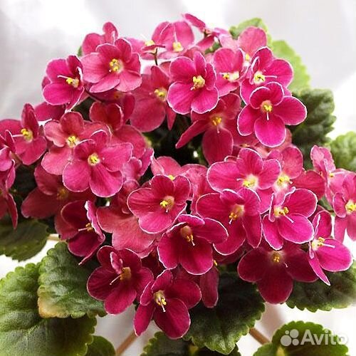 Фиалкафиалка Mac’s Scorching Sun (G. McDonald)