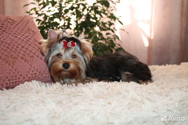 Йоркширский терьер