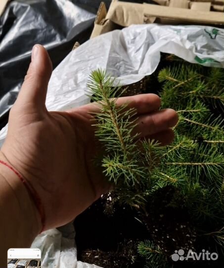 Саженцы ели европейской зкс