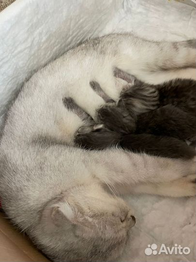 Британские котята