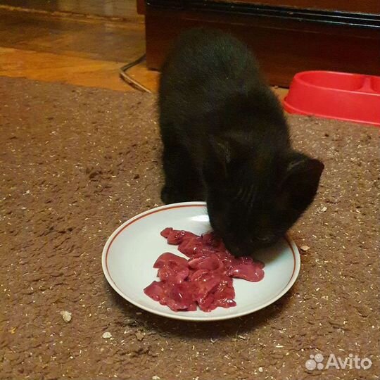 Котенок - мальчик