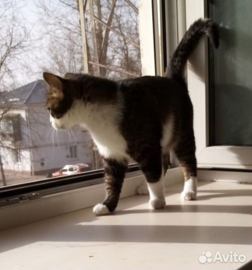 Замечательный кот Маркиз