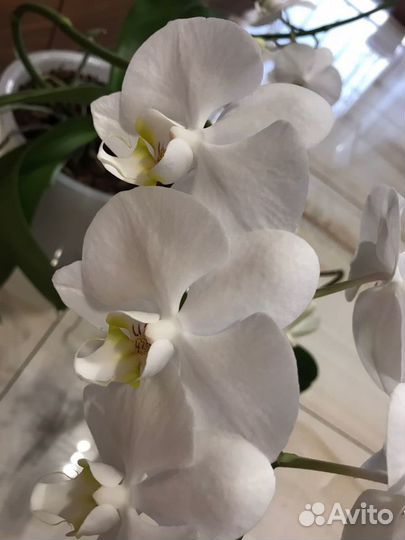 Орхидея фаленопсис 4 ветви цветущих
