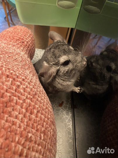 Шиншилла серый стандарт девочка 04.11.2022