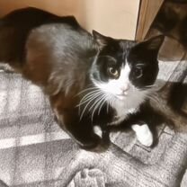 Взрослый кот в добрые руки