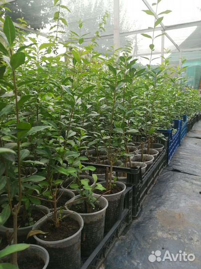 Саженцы декоративных растений