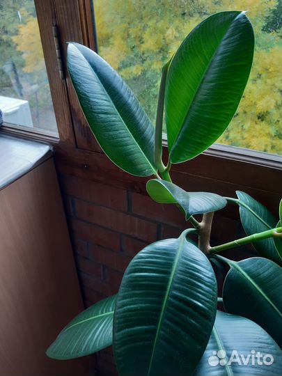 Фикус эластика робуста