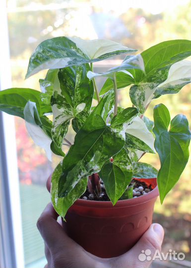 Сингониум Империал Вайт, пушистый кустик