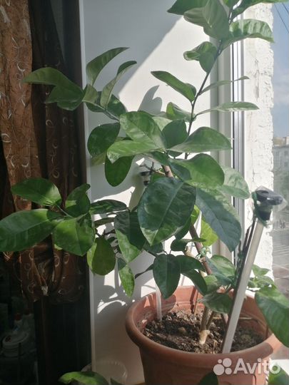 Лимон Павловский, Верна,Новозеландский,Вариегатный