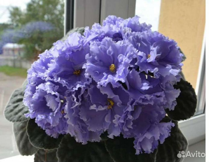 Сортовые фиалки