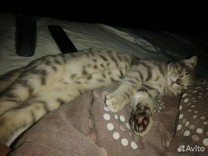 Кошечка в добрые руки