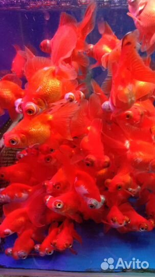 Аквариумные рыбки