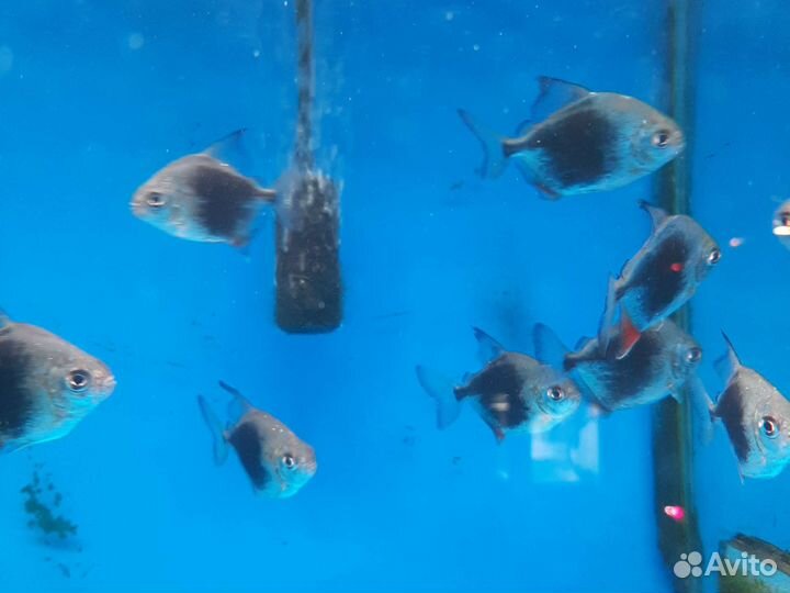 Аквариумные рыбки