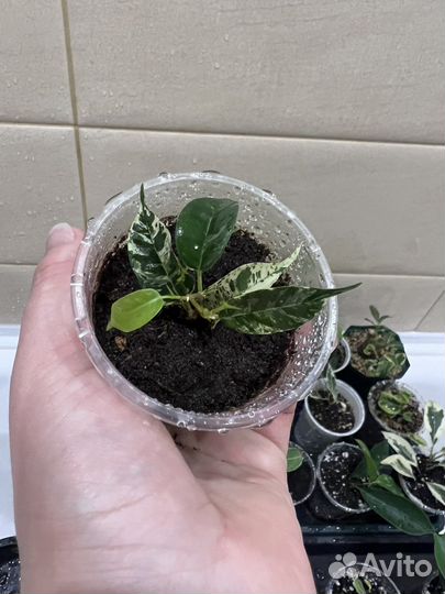 Фикусы бенджамина Редкие