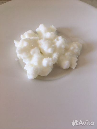 Кефирный гриб
