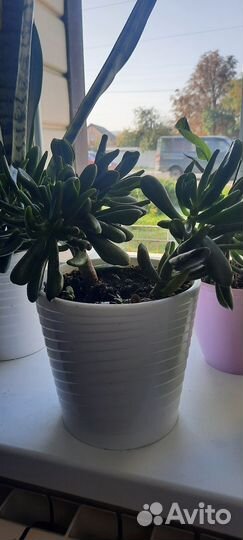 Толстянка хоббит