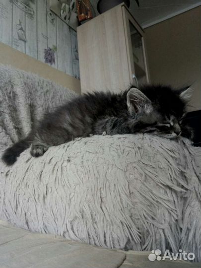Кошкины дети