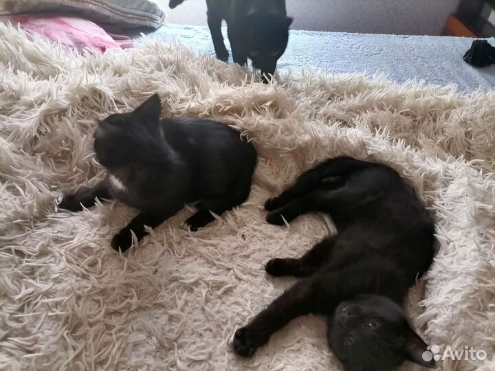 Кошка в дар