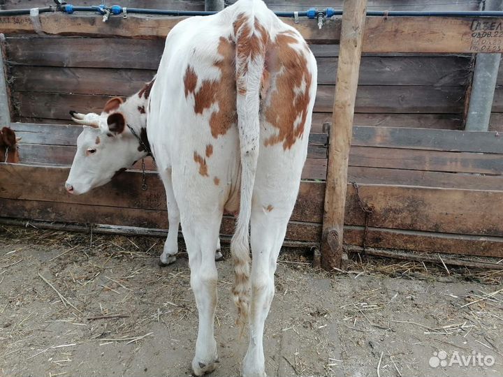 Телка стельная, отел в конце ноября