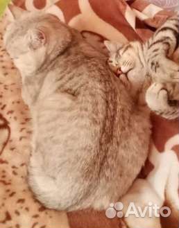 Шотландская кошка