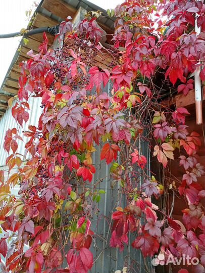 Саженцы девичий виноград