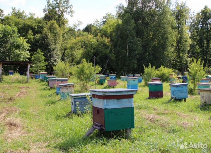 2024 Мед натуральный алтайский опт