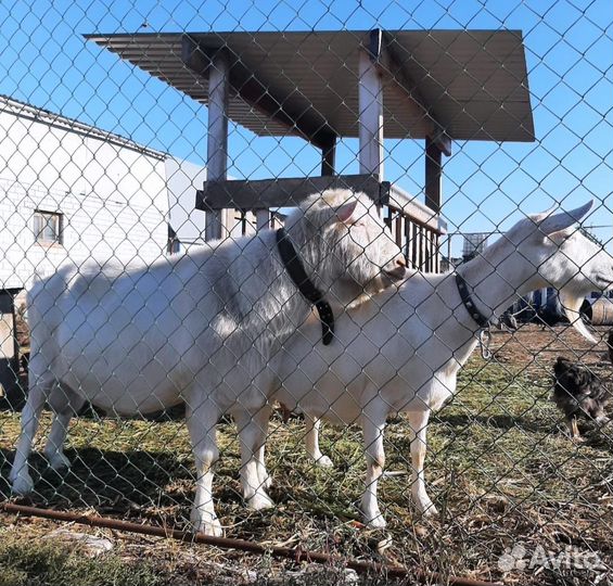 Зааненские козы