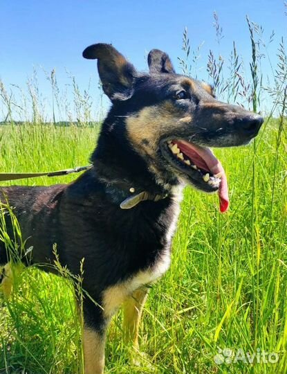 Трогательная Мотя в добрые руки