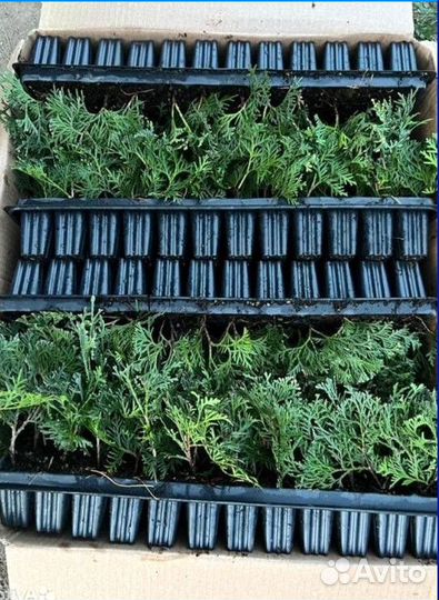 Саженцы туи смарагд из питомника