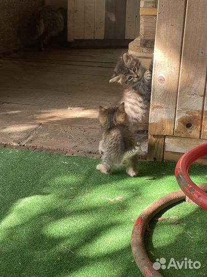 Котята и кошки