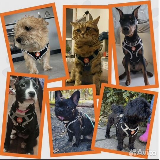 Шлейка для собак
