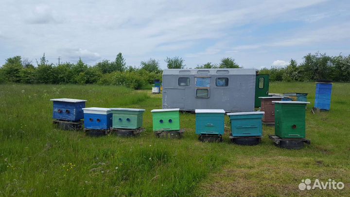 Пчелосемьи