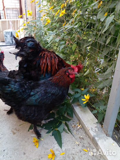 Маран инкубационное яйцо и цыплята