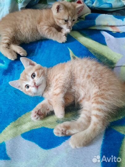 Кошки в добрые руки