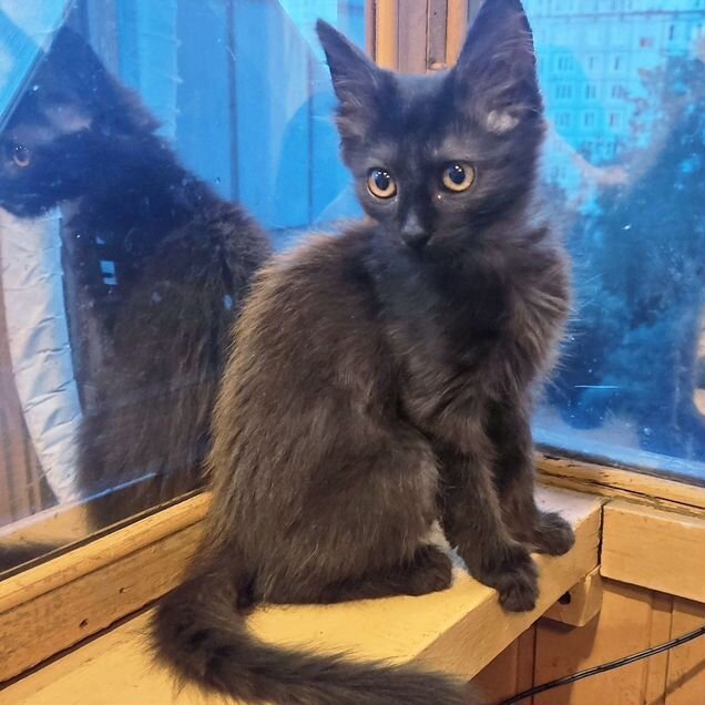Котёнок в добрые руки
