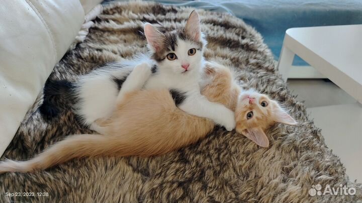 Котята в добрые руки бесплатно (мальчик 2,5 мес)