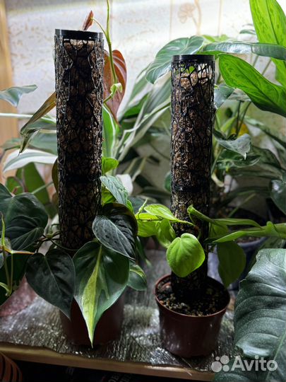 Тотем для растений