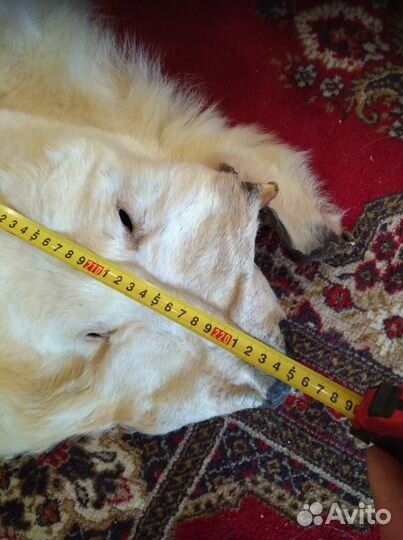 Шкура медведя имитация