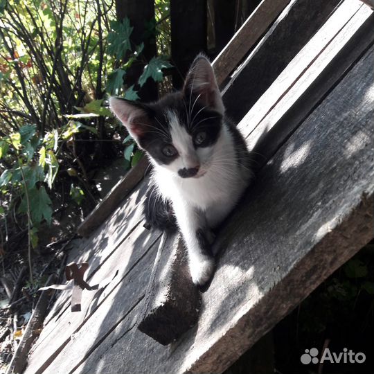 Котята-полукровки