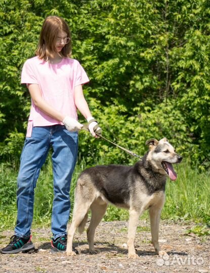 Энергичный красавчик Шико ищет дом