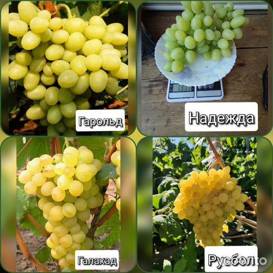 Черенки винограда