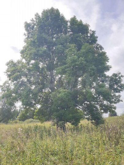 Участок 15 сот. (ИЖС)