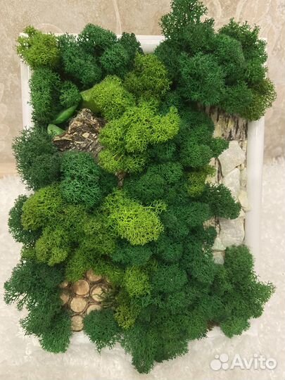 Картина из стабилизированного мха