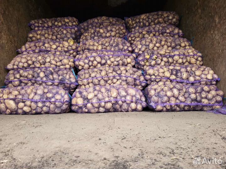 Картофель Оптом от 20 тонн