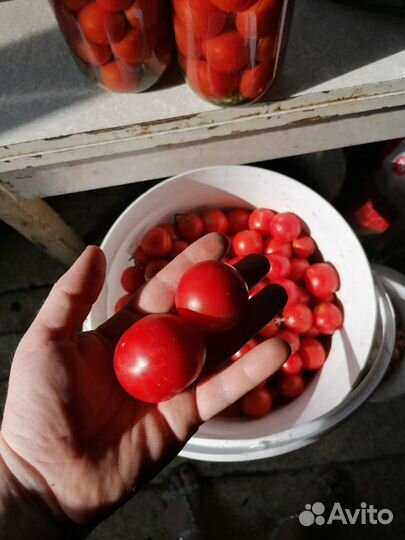 Помидоры и огурцы