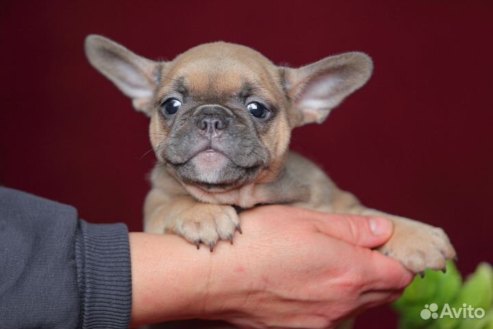 Французский бульдог девочка