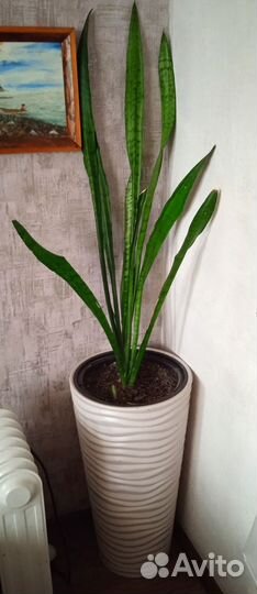 Сансевиерия
