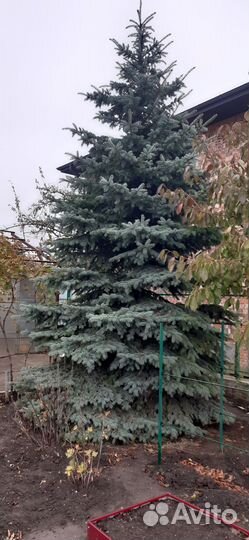 Ель голубая